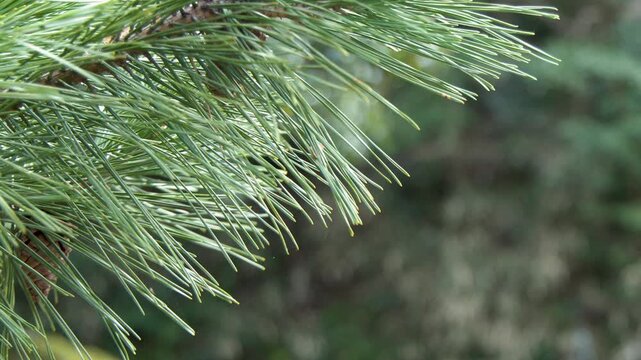 Close Up of Pine Tree Needles in Oyama Shrine Garden Kanazawa
