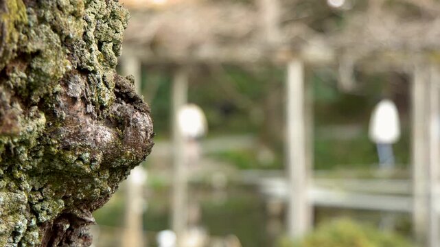 Close Up of Mossy Tree Bark at Oyama Shrine in Kanazawa
