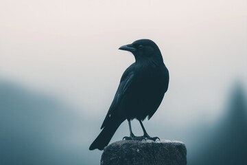 Naklejka premium Black crow or raven standing on a rock. Dark bird creating a silhouette against a moody, foggy background, representing solitude and atmosphere