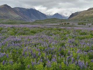 Obraz premium Endless fields of purple lupines blooming with mountains in the background, Iceland