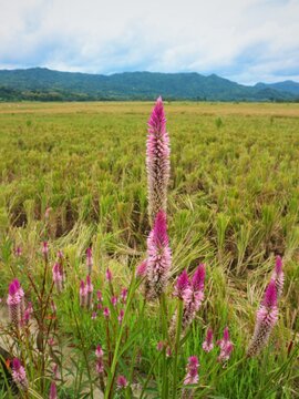 celosia argentea flowers blooming in field