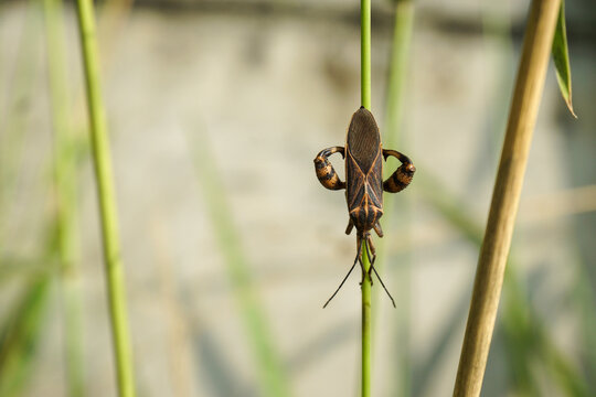 A leaf-footed grasshopper perched on a green plant stem facing downwards. Its dark brown body with yellowish-orange stripes forming a unique pattern on its back.