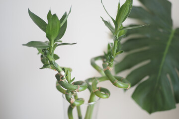 Fototapeta premium Indoor plant arrangement with green bamboo stalks and leaves