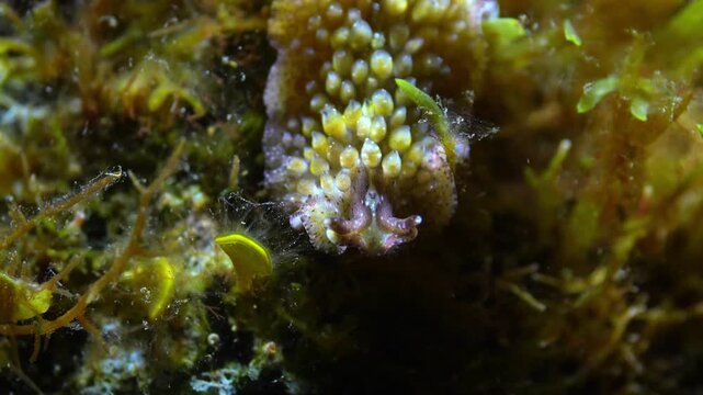 Marine flatworm swims and crawls through algae in a tide pool at night