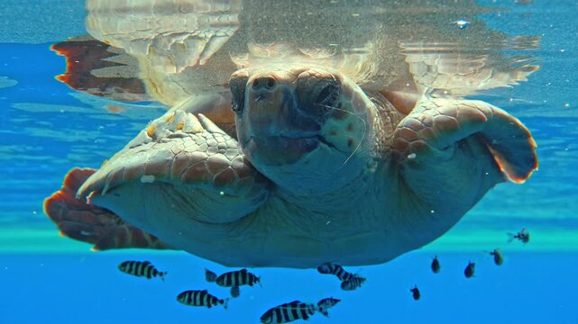 Loggerhead turtle basking at the surface with pilot fish swimming underneath
