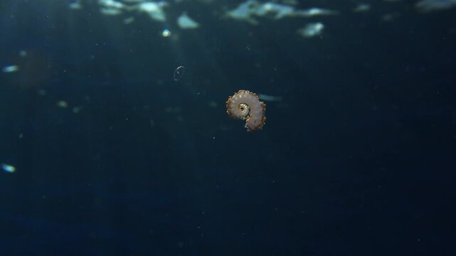 Internal shell of Spirula spirula with tiny barnacles floating at the surface