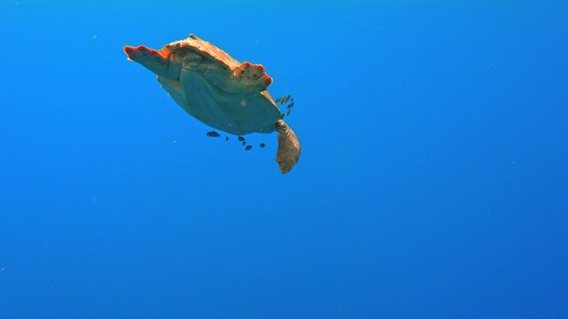 Loggerhead turtle fails to dive due to buoyancy and then looks to the camera