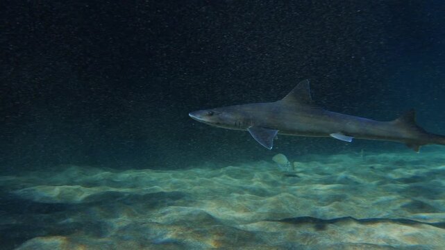 Smooth-hound shark swims laterally over sand and enters a dark cave at dawn