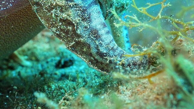 Macro view of a cuttlefish showing chromatophores on tentacles and its eye