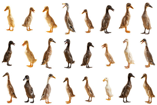 Realistic isolated ducklings and runner ducks PNG set.