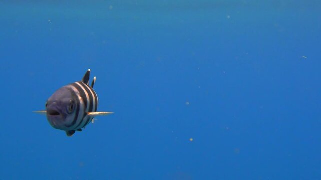Pilot fish swims in open water and exits the frame on the left
