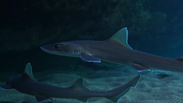 School of juvenile smooth-hound sharks swimming close to camera in a cave