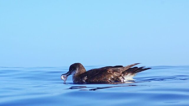 Medium shot of a Manx shearwater eating a piece of squid on the ocean surface