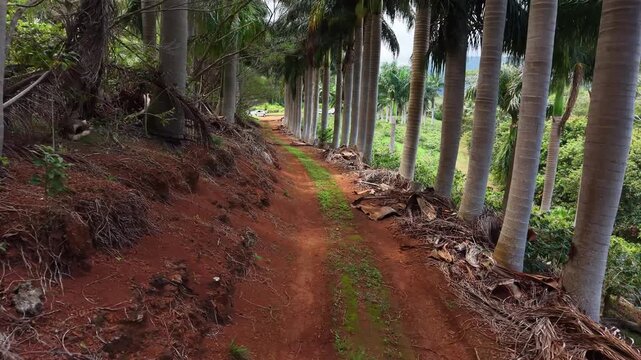 Rows of tall palm trees stand in orderly lines. Freshly cleared land shows rich reddish-brown earth. Winding dirt path cuts through the plantation. Exposed roots mark recent cultivation work
