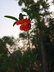 Fototapeta premium A vibrant red flower blooms in a lush green environment