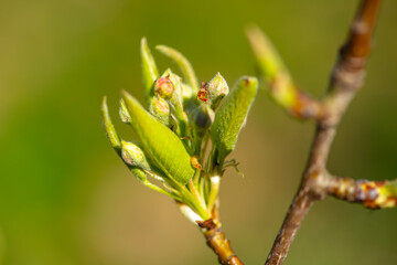 Obraz premium Green buds on branch macro with fresh spring growth. Tree branch with young leaves and buds closeup. Spring buds macro with soft green background bokeh. Fresh plant growth with small buds.