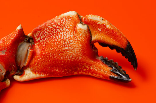 Crab macro vibrant concept. Crab cracked shell texture. Crab gourmet restaurant detail. Crab minimal cuisine background.