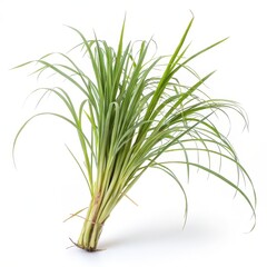 Fototapeta premium Lemongrass bundle isolated on white background, fresh green stalks, aromatic herb for cooking, asian cuisine ingredient and natural flavor concept