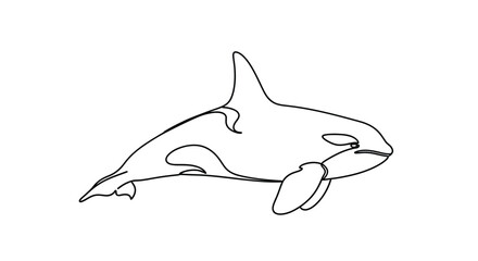 Orca Killer Whale, Line Art Illustration, Ocean Wildlife © Line Galaxy