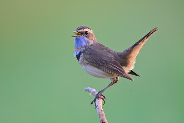 bird singing on tree stick expose over green paddy field, male of bluethroat in late migratory season to Thailand
