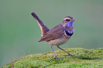 Luscinia svecica, colorful bird doing its tail wagging while foraging on nice green moss ground,, bluethroat bird