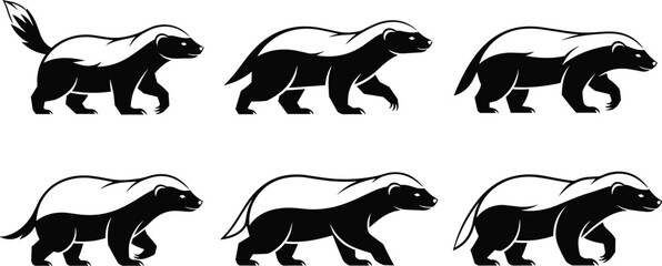 Vector set of black and white honey badger illustrations in various walking and stalking poses for wildlife nature logo and branding. © Maslima