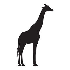 Fototapeta premium Black silhouette of a giraffe standing on transparent background