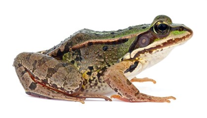 Fototapeta premium A green frog with brown spots and orange legs