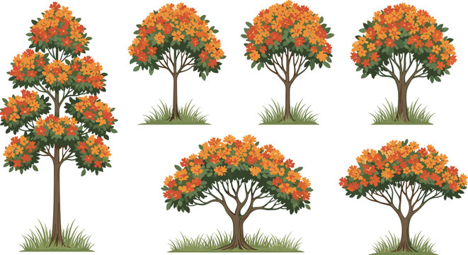Vector set of tropical royal poinciana trees with bright orange flowers blooming on green foliage isolated on white background for botanical landscape design projects.