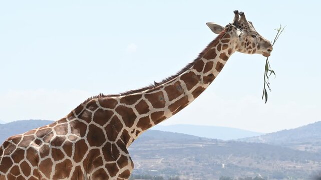 giraffe eating a branch from nature.