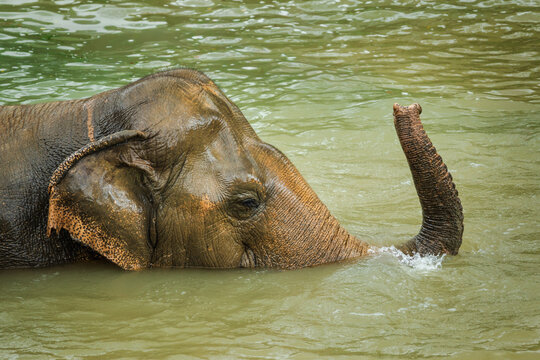 Asian elephant bathing in a muddy river, raising its trunk above the water during a calm wildlife moment in Thailand