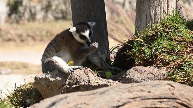 Lemur feeding on fruit under the shade of a tree