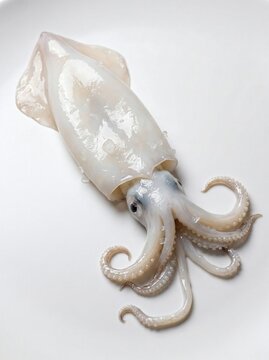 Raw squid isolated on white background with raw food with food photography