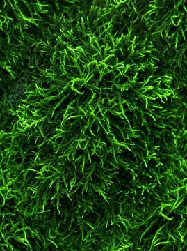 Abstract green moss macro texture background, nature close-up, forest floor