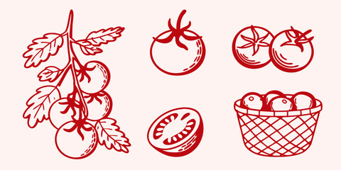 Red tomato illustrations with vine and basket hand drawn silhouette © Hemlata