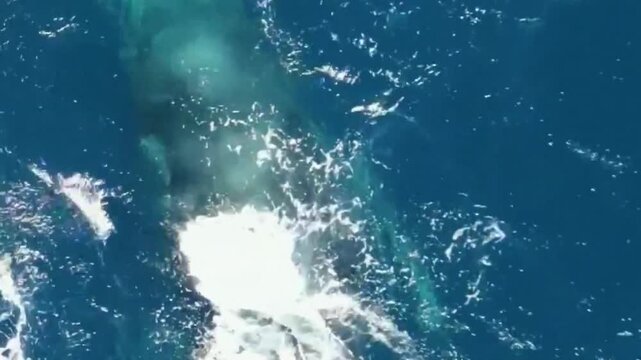 Aerial Humpback Whale Spouting at Ocean Surface