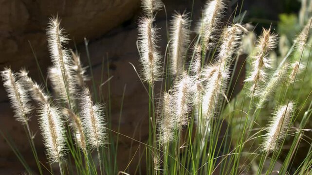 Backlit Fountain Grass Flower Heads Swaying in the Sunlight