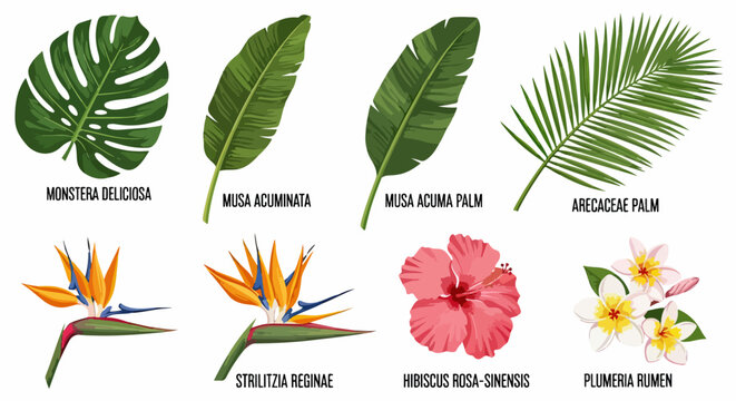 Ilustraci&oacute;n bot&aacute;nica de hojas y flores tropicales incluyendo Monstera Deliciosa, Musa Acuminata, Strelitzia Reginae, Hibiscus y Plumeria Rubra.