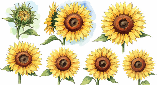 Ilustraci&oacute;n bot&aacute;nica de varios girasoles en acuarela mostrando diferentes &aacute;ngulos y un capullo verde sobre un fondo blanco limpio y elegante.