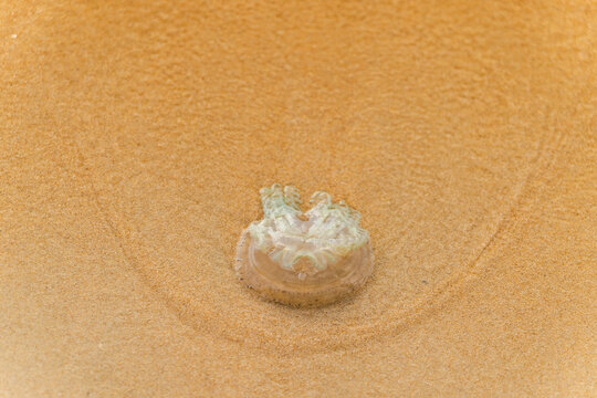 Stranded jellyfish lying on wet sand of tropical beach after tide