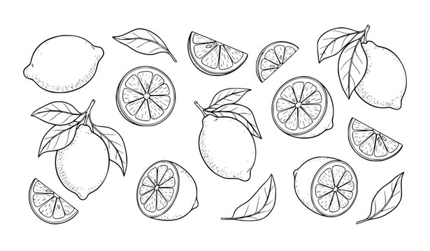 Sketch style lemon and leaf outline illustration with citrus slices wedges and whole fruit hand drawn vector collection