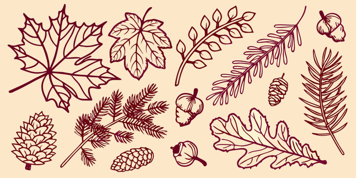 Autumn leaves and coniferous branches illustrated in a dark silhouette
