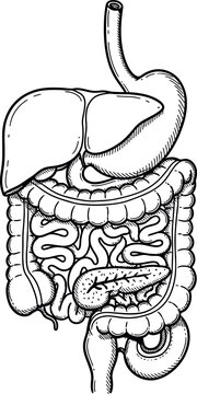 Human Digestive System Anatomy Hand Drawn Medical Line Art Diagram