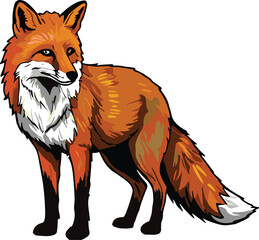 Obraz premium Red fox illustration, realistic fur, stylized animal, bushy tail, focused eyes, nature pose, bold lines, wild creature, forest mammal, standing