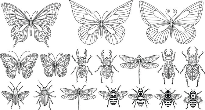 Butterflies and insects illustration set featuring detailed line art moths, beetles, dragonflies, and bees in vintage engraving vector design