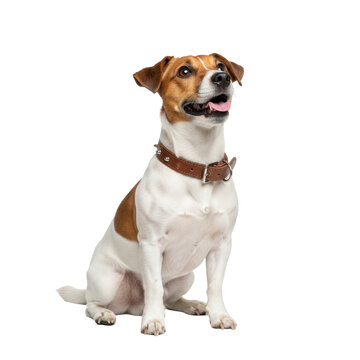 cute jack russell terrier dog in brown studded collar, sitting attentively and looking up eagerly, isolated on a transparent background. concept of joyful pets and companionship