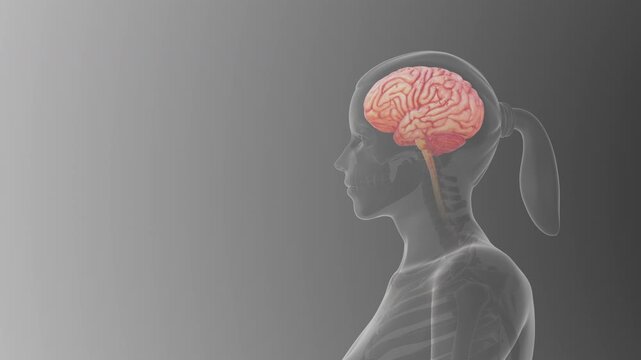 Female brain anatomy, lateral view, medical concept