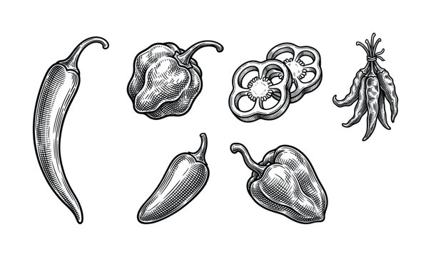 A set of chili peppers in a vintage engraved style. This hand-drawn vector illustration includes habanero, jalapeno, and bell pepper, perfect for menus, packaging, or labels.