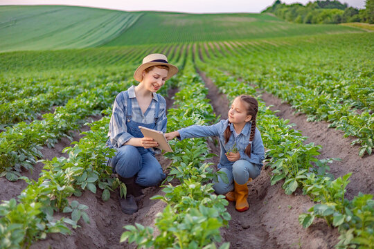 A woman and a young girl examine potato plants in a field, using a tablet for data collection