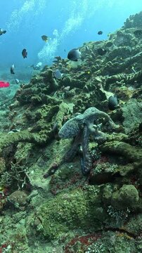 POV dive, vertical video. Daytime octopus (Octopus) climbs up a reef with raised tentacles, fending off damselfish.